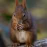 2011-11-06_Tiergarten_Schoenbrunn