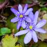 2013-04-01 Botanischer Garten