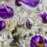 2013-04-01 Botanischer Garten