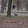2014-02-15 Prater Spatzi