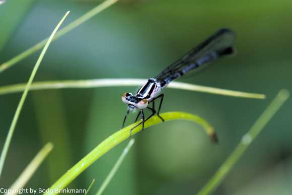 Sky-IMG_3405-Bearbeitet