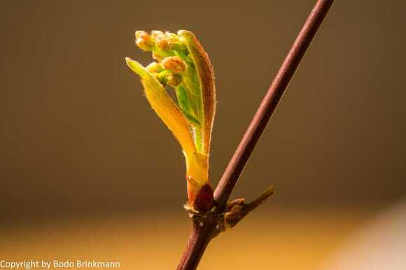 sky-13-03-16_212942_mb_r8_s4