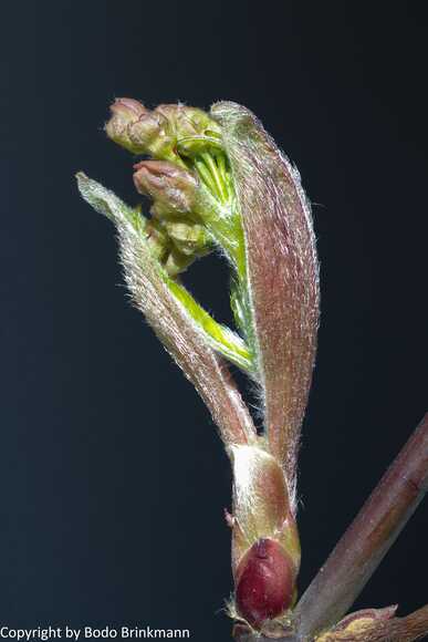 Sky-13-03-17_100927_M=B_R=8_S=4