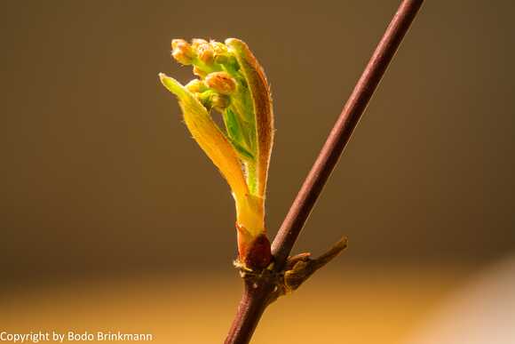 Sky-13-03-16_212942_M=B_R=8_S=4